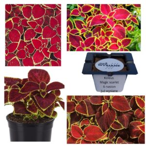 Koleus Pokrzywka Magic Scarlet "JUŻ WYSIANE" nasiona
