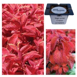 Koleus Pokrzywka Magic Sunset "JUŻ WYSIANE" nasiona