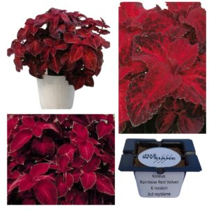 Koleus Pokrzywka Rainbow Red Velvet "JUŻ WYSIANE" nasiona