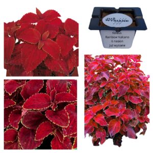 Koleus Pokrzywka Rainbow Vulcano "JUŻ WYSIANE" nasiona