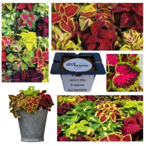 Koleus Pokrzywka Select Mix "JUŻ WYSIANE" nasiona
