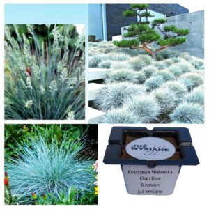 Kostrzewa Niebieska ''Eliah Blue'' Trawa ozdobna "JUŻ WYSIANE" nasiona