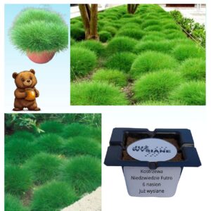 Kostrzewa Niedźwiedzie Futro Trawa ozdobna "JUŻ WYSIANE" nasiona
