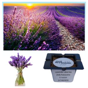 Lawenda lekarska Zioła naturalne "JUŻ WYSIANE" nasiona