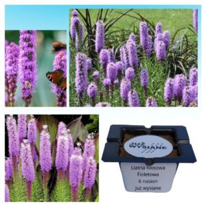 Liatra kłosowa fioletowe kwiatki "JUŻ WYSIANE" nasiona