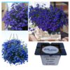 Lobelia Blue Palace niebieska "JUŻ WYSIANE" nasiona