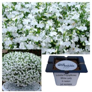 Lobelia przylądkowa White Lady biała "JUŻ WYSIANE" nasiona