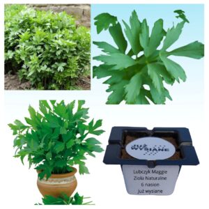 Lubczyk Maggie Zioła naturalne "JUŻ WYSIANE" nasiona