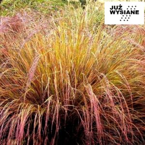 Trawa ozdobna Turzyca Milk Chocolate "JUŻ WYSIANE" nasiona