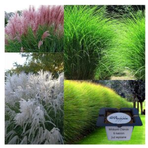 Miskant Chiński Trawa ozdobna "JUŻ WYSIANE" nasiona