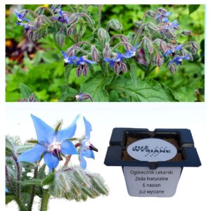 Ogórecznik lekarski Zioła naturalne "JUŻ WYSIANE" nasiona