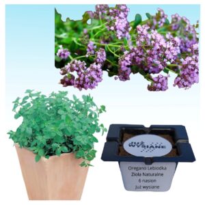 Oregano Lebiodka Zioła naturalne "JUŻ WYSIANE" nasiona