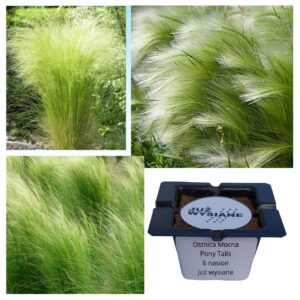 Ostnica mocna Stipa Pony tails Trawa ozdobna "JUŻ WYSIANE" nasiona