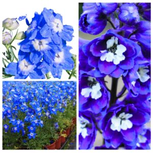 Ostróżka wielkokwiatowa niebieska "JUŻ WYSIANE" nasiona