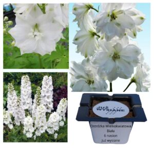 Ostróżka wielkokwiatowa biała "JUŻ WYSIANE" nasiona