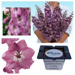 Ostróżka wielkokwiatowa lawendowa różowa "JUŻ WYSIANE" nasiona