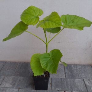 OXYTREE Paulownia ShanTong sadzonka + gratis
