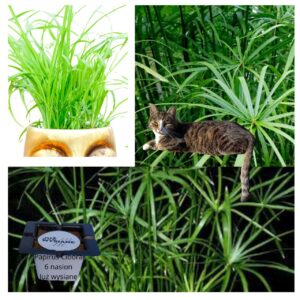 Papirus Cibora Parasolka "JUŻ WYSIANE" nasiona