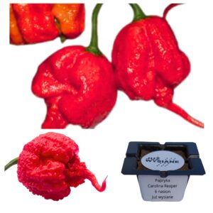 Papryka najostrzejsza na świecie Carolina Reaper Red "JUŻ WYSIANE" nasiona