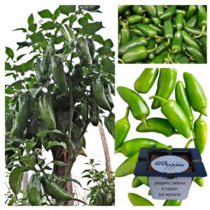 Papryka ostra Jalapeno Green zielona "JUŻ WYSIANE" nasiona
