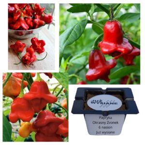 Papryka ostra Okrasny Zvonek czerwona "JUŻ WYSIANE" nasiona