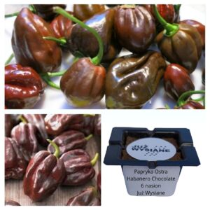 Papryka ostra Habanero Chocolate "JUŻ WYSIANE" nasiona
