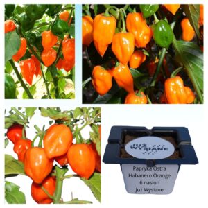 Papryka ostra Habanero Orange "JUŻ WYSIANE" nasiona