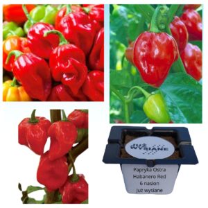 Papryka ostra Habanero Red "JUŻ WYSIANE" nasiona