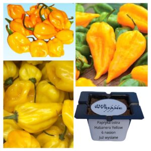 Papryka ostra Habanero Yellow "JUŻ WYSIANE" nasiona