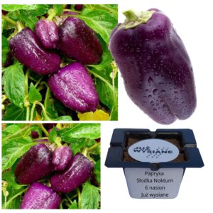 Papryka słodka Nokturn ciemnofioletowa "JUŻ WYSIANE" nasiona