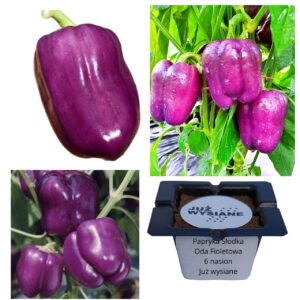 Papryka słodka Oda fioletowa "JUŻ WYSIANE" nasiona