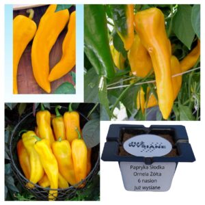 Papryka słodka żółta podłużna Ornela "JUŻ WYSIANE" nasiona