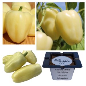 Papryka słodka Zorza żółta "JUŻ WYSIANE" nasiona