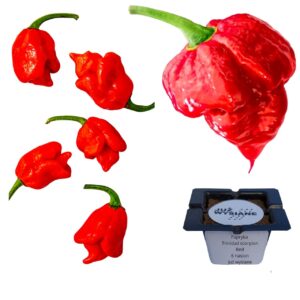Papryka MEGAostra Trinidad Scorpion czerwona "JUŻ WYSIANE" nasiona