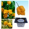 Papryka MEGAostra Trinidad Scorpion Yellow żółta "JUŻ WYSIANE" nasiona