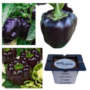 Papryka słodka Zulu czarna "JUŻ WYSIANE" nasiona