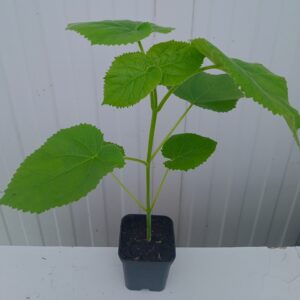Paulownia OXYTREE ShanTong ładna sadzonka + gratis