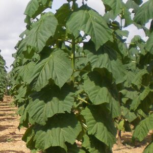 Drzewo tlenowe Paulownia ShanTong sadzonka +gratis