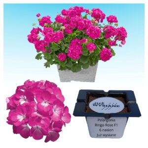 Pelargonia Ringo Rose F1 "JUŻ WYSIANE" nasiona