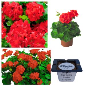 Pelargonia Ringo Cardinal F1 "JUŻ WYSIANE" nasiona