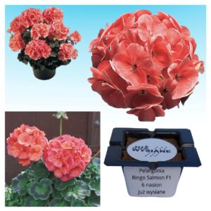 Pelargonia Ringo Salmon F1 "JUŻ WYSIANE" nasiona