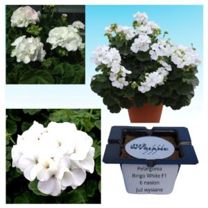 Pelargonia Ringo White F1 "JUŻ WYSIANE" nasiona