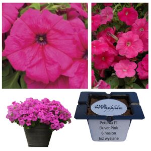 Petunia F1 Duvet Pink różowa wielkokwiatowa "JUŻ WYSIANE" nasiona