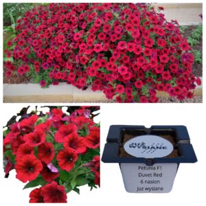 Petunia F1 Duvet Red czerwona "JUŻ WYSIANE" nasiona