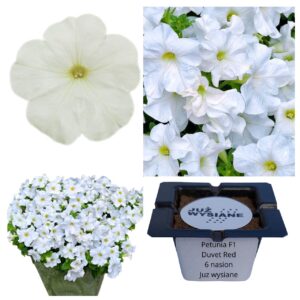 Petunia F1 Duvet White biała "JUŻ WYSIANE" nasiona