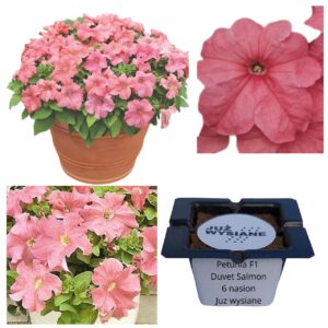 Petunia F1 Duvet Salmon łososiowa "JUŻ WYSIANE" nasiona