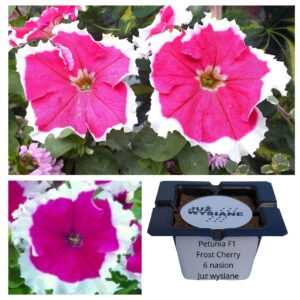 Petunia F1 Frost Cherry różowo-biała "JUŻ WYSIANE" nasiona