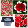 Petunia F1 Frost Fire czerwono-biała "JUŻ WYSIANE" nasiona
