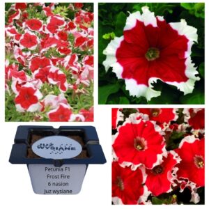 Petunia F1 Frost Fire czerwono-biała "JUŻ WYSIANE" nasiona
