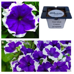 Petunia F1 Frost Velvet niebiesko-biała "JUŻ WYSIANE" nasiona